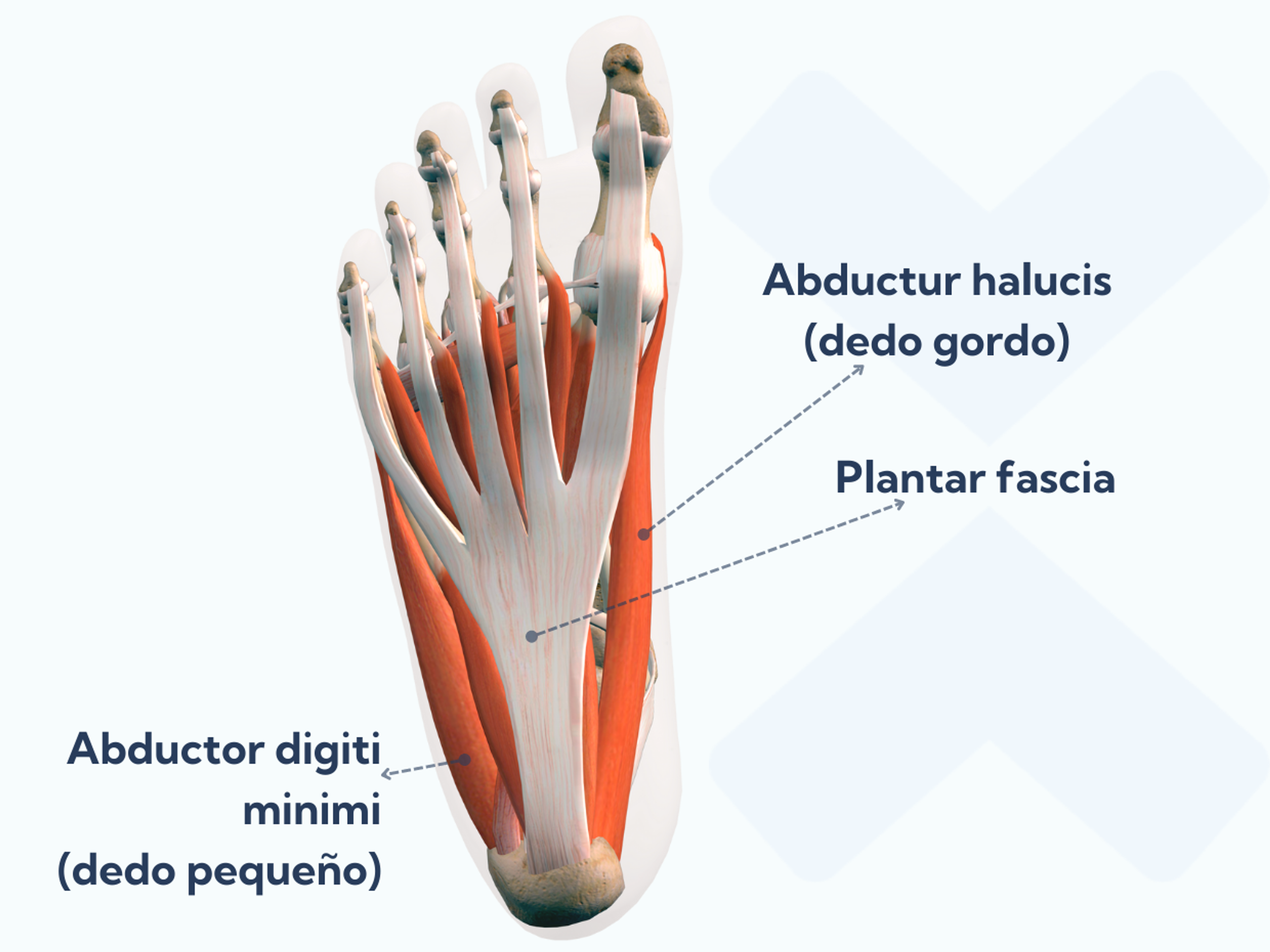 El abductor hallucis (del dedo gordo) y el abductor digiti minimi (del dedo pequeño) forman parte de la capa superficial de los músculos intrínsecos del pie.