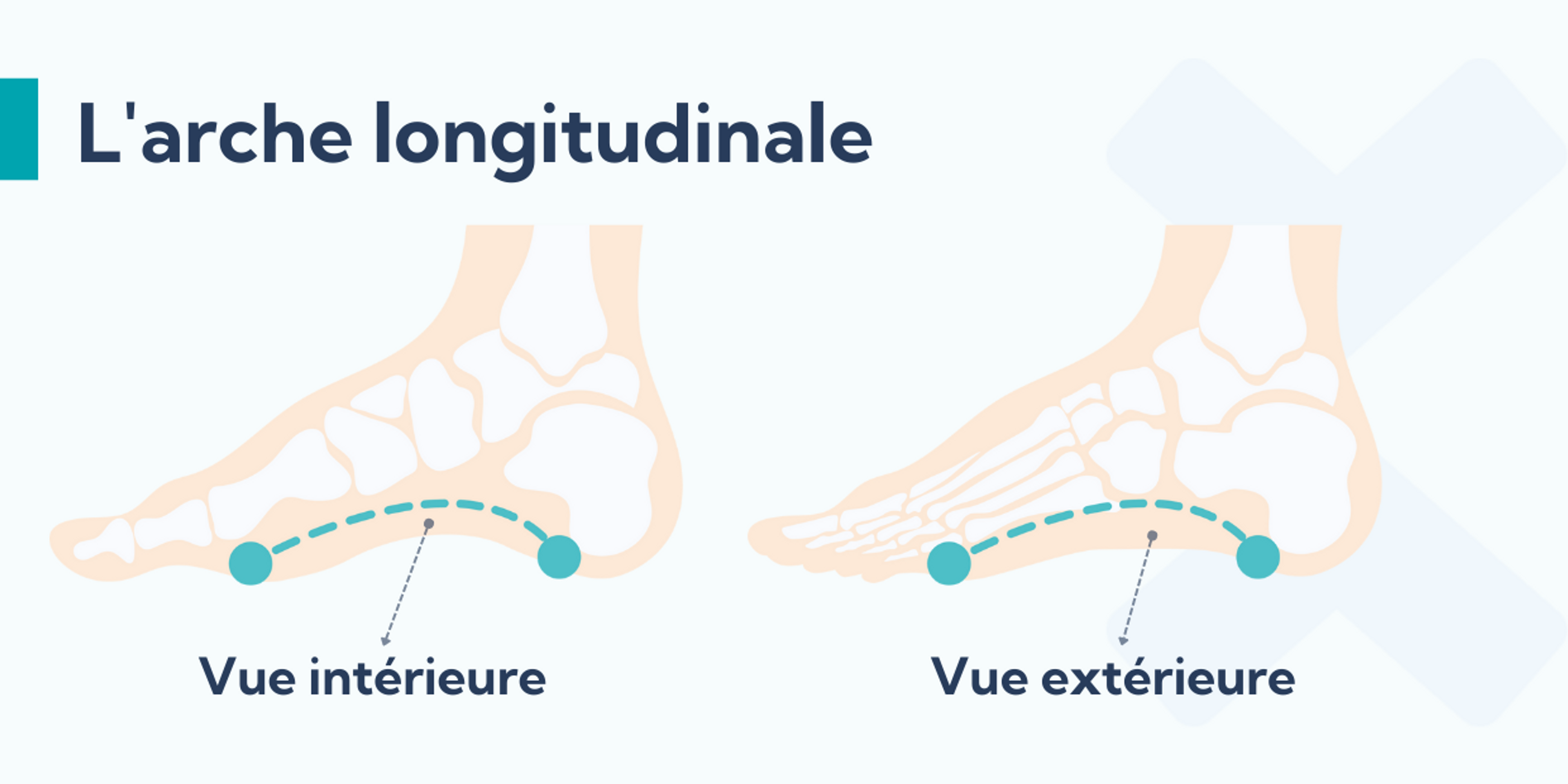 L'arche longitudinale latérale du pied se situe à l'extérieur du pied et l'arche longitudinale médiale à l'intérieur du pied.