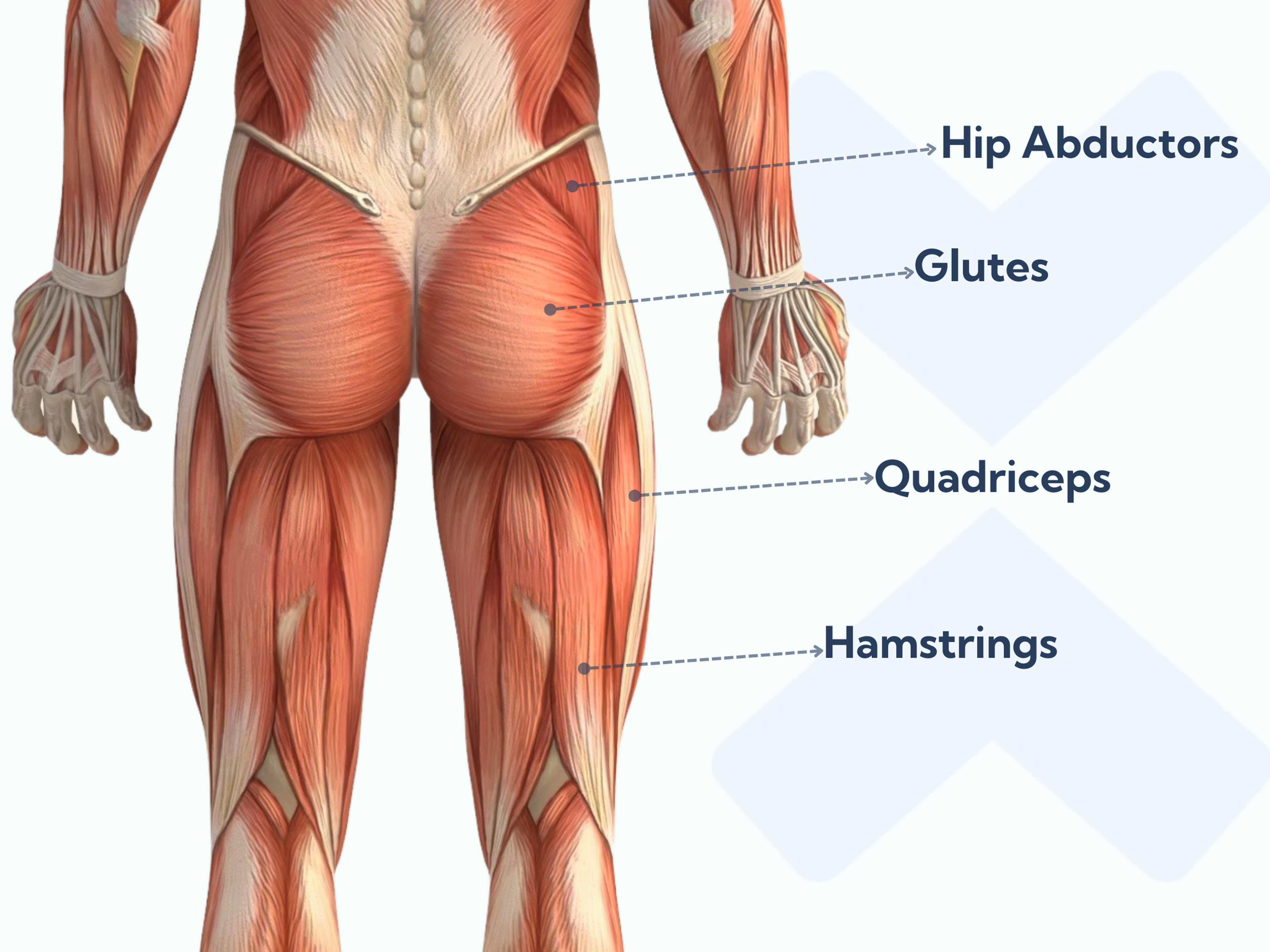 These are the muscles of the upper thigh and hip that you should strengthen to help your recovery from ankle sprains.