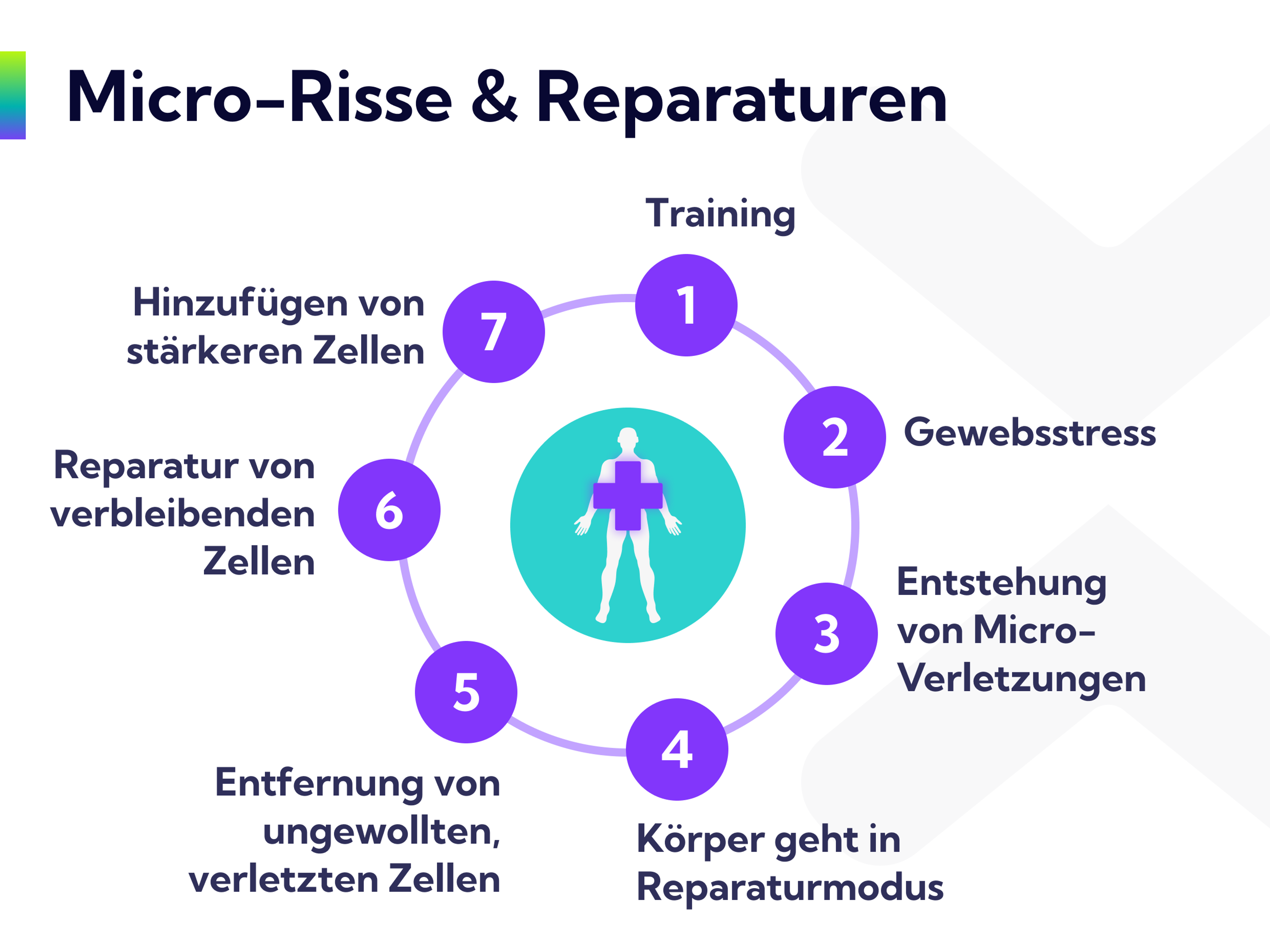 Der Reparaturkreislauf von Mikroverletzungen im Körper.