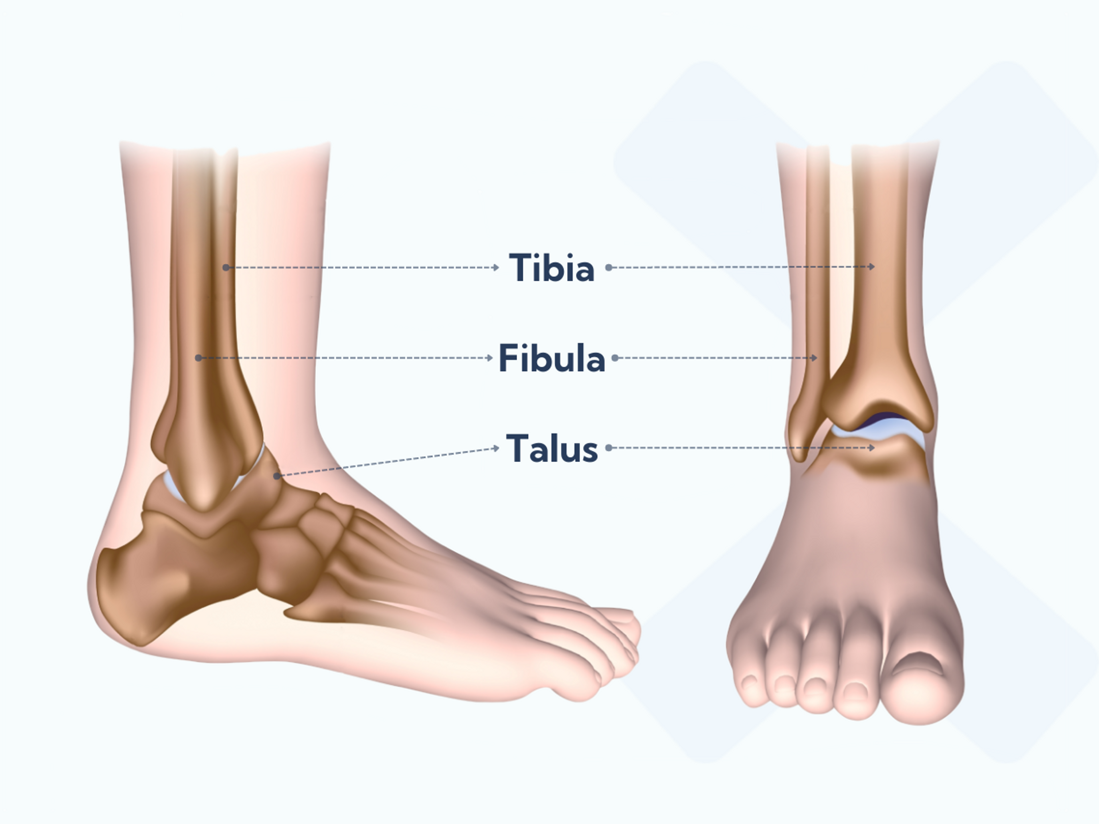 Anatomy of the ankle joint: bones