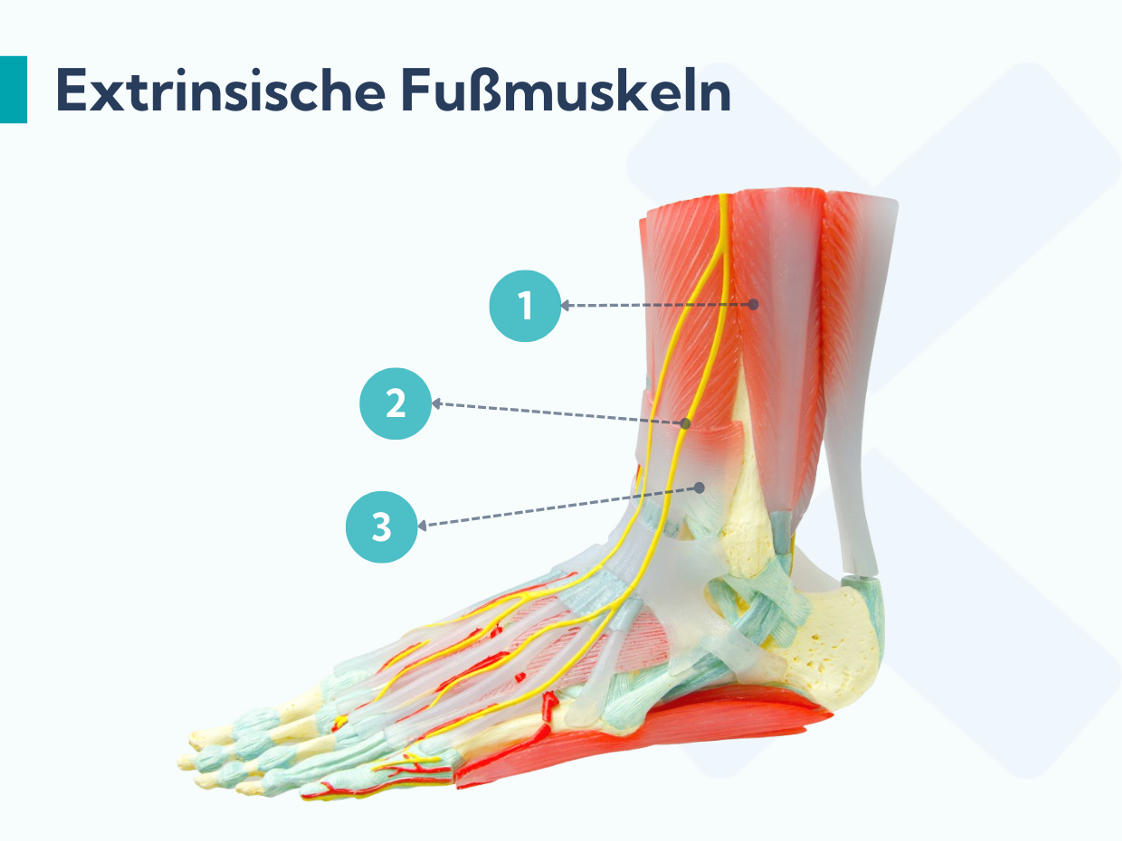Anatomie der äußeren Muskeln des Fußes