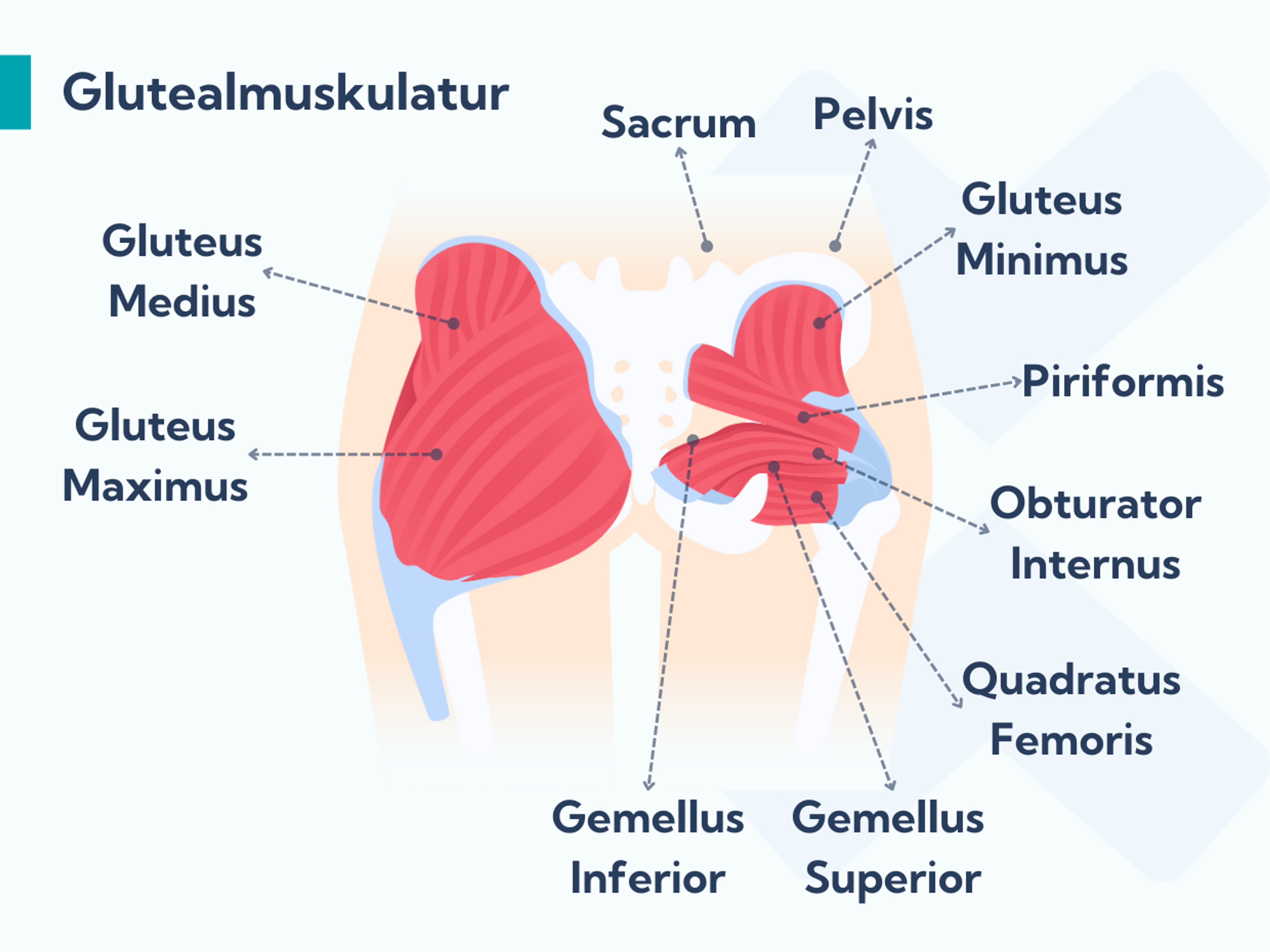 Glutealmuskulatur, die von Glutealer Tendinopathie betroffen sein kann