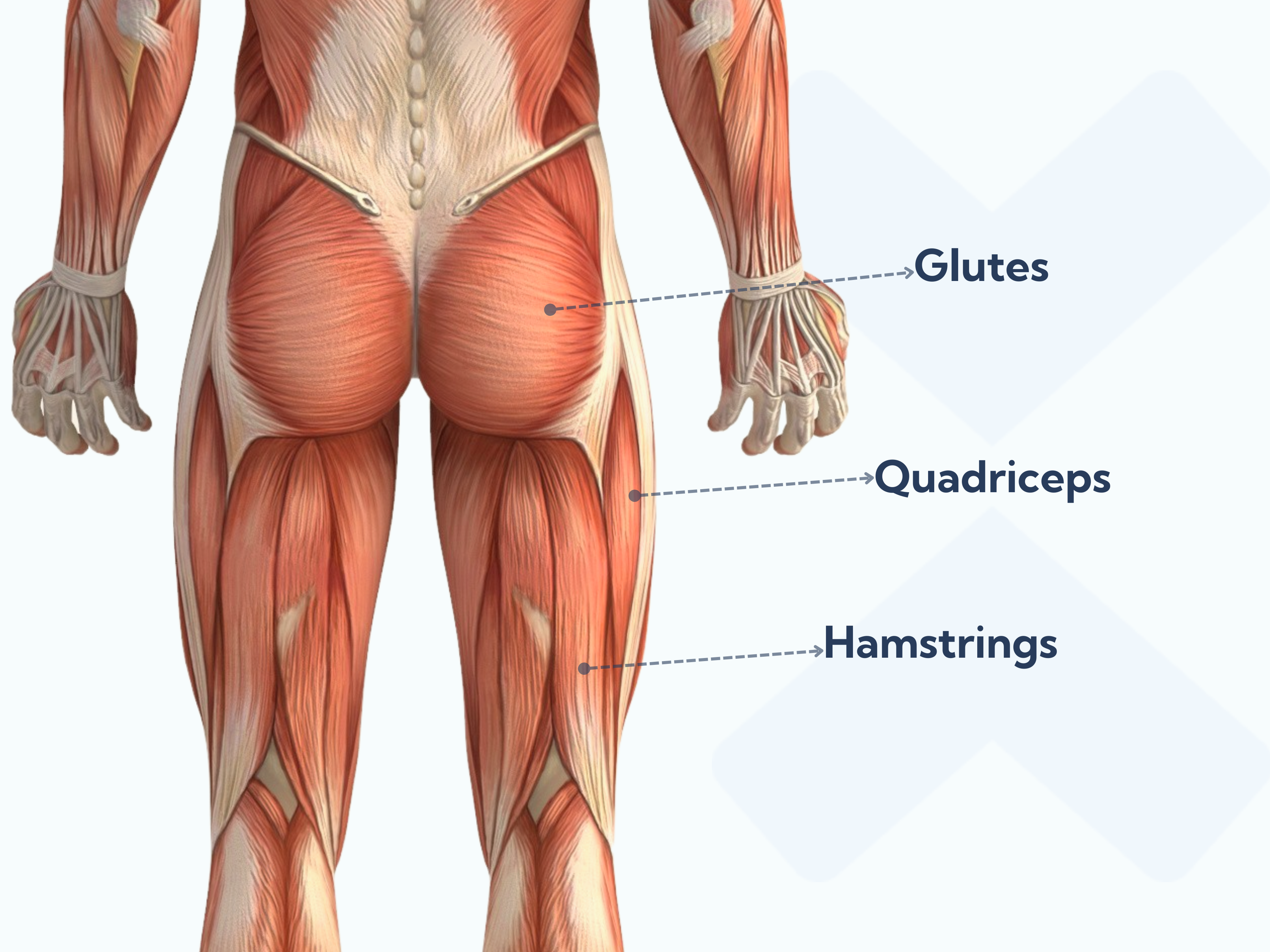 These are the muscles a lunge works: Glutes, quadriceps and hamstrings