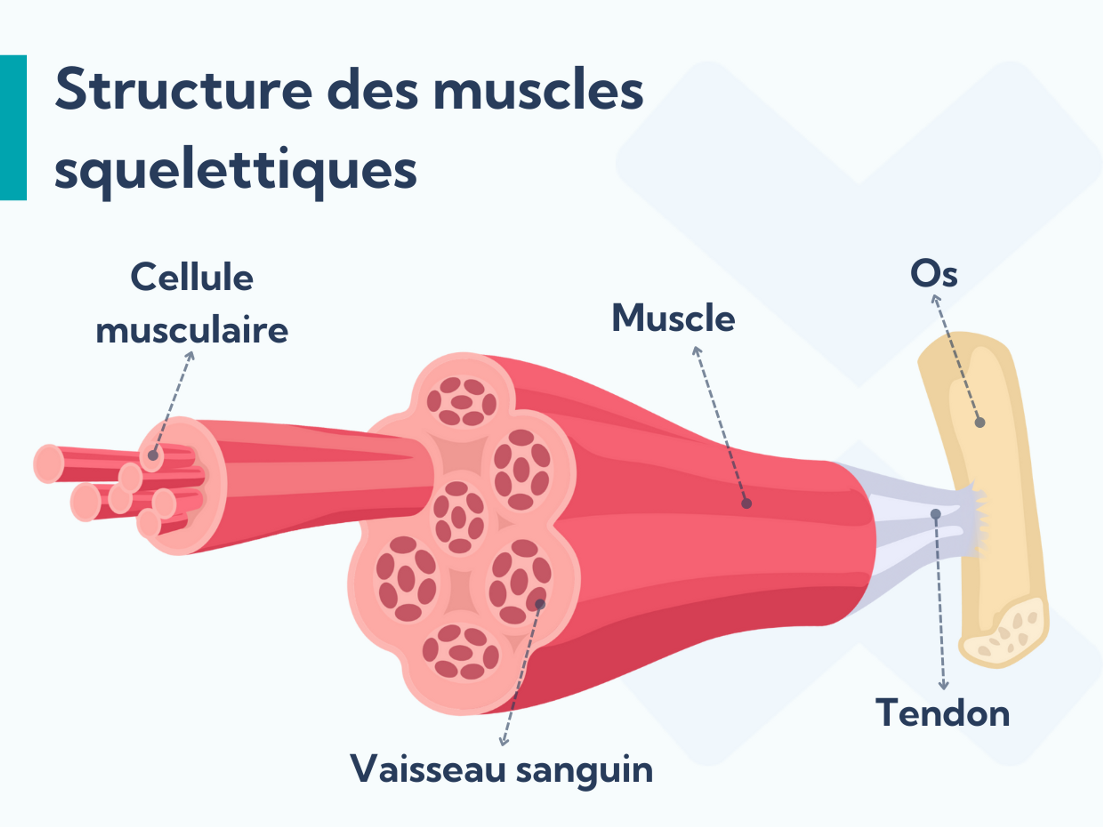 Structure des muscles squelettiques