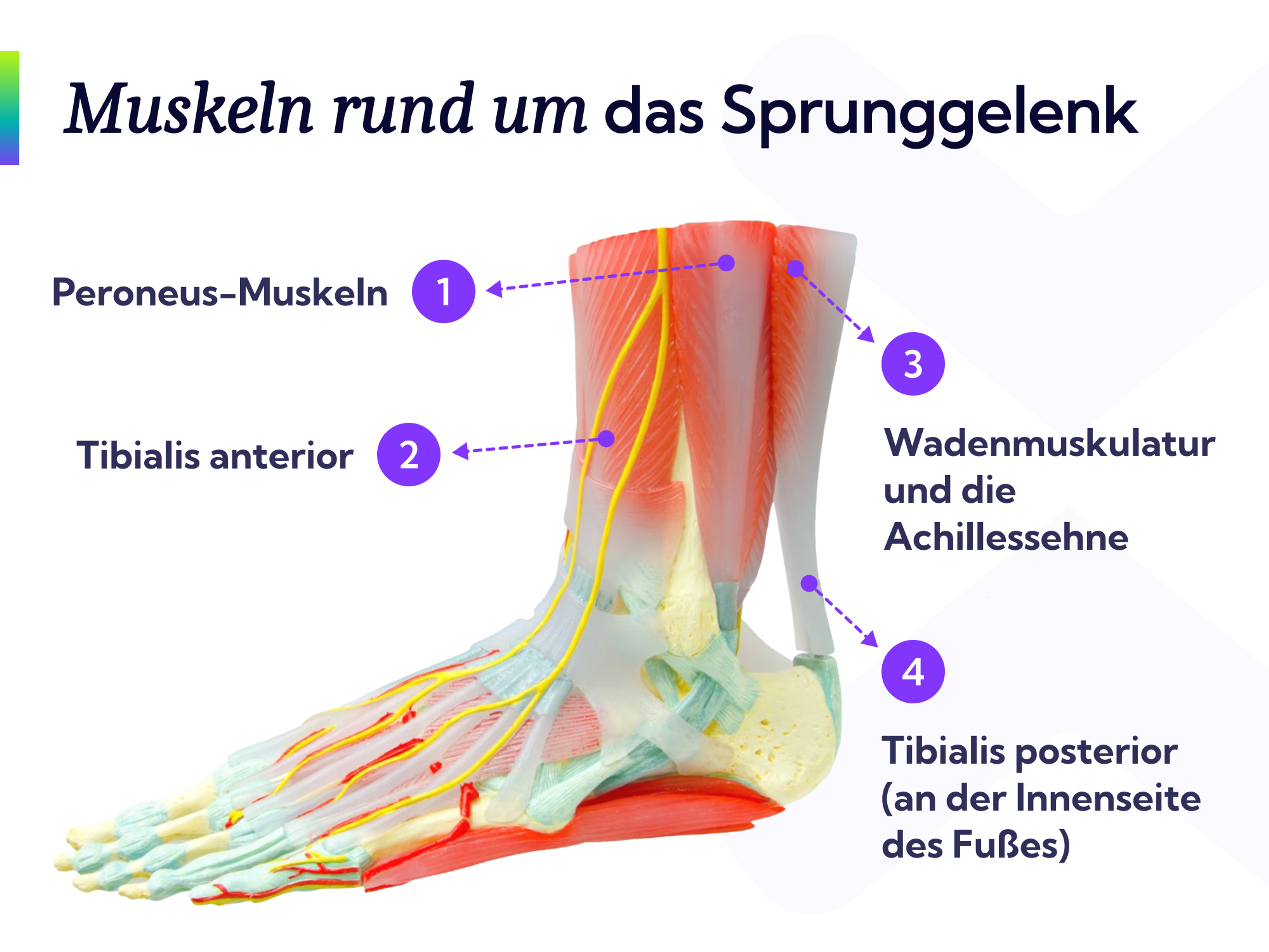 Diese Muskeln rund um das Sprunggelenk solltest du mit Kraftübungen trainieren, wenn du dir den Knöchel verstaucht hast.