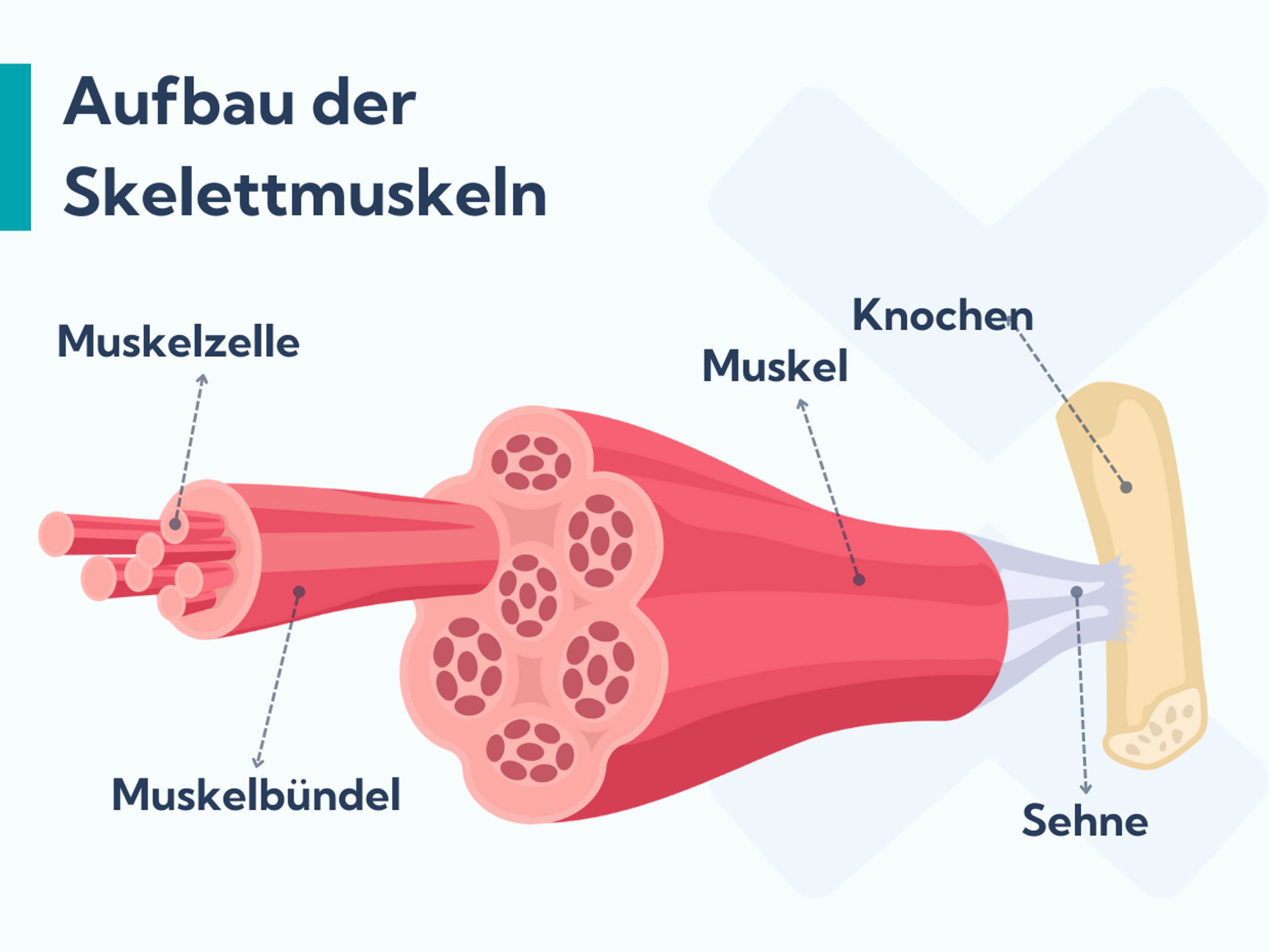 Wie lange dauert eine Muskelzerrung?