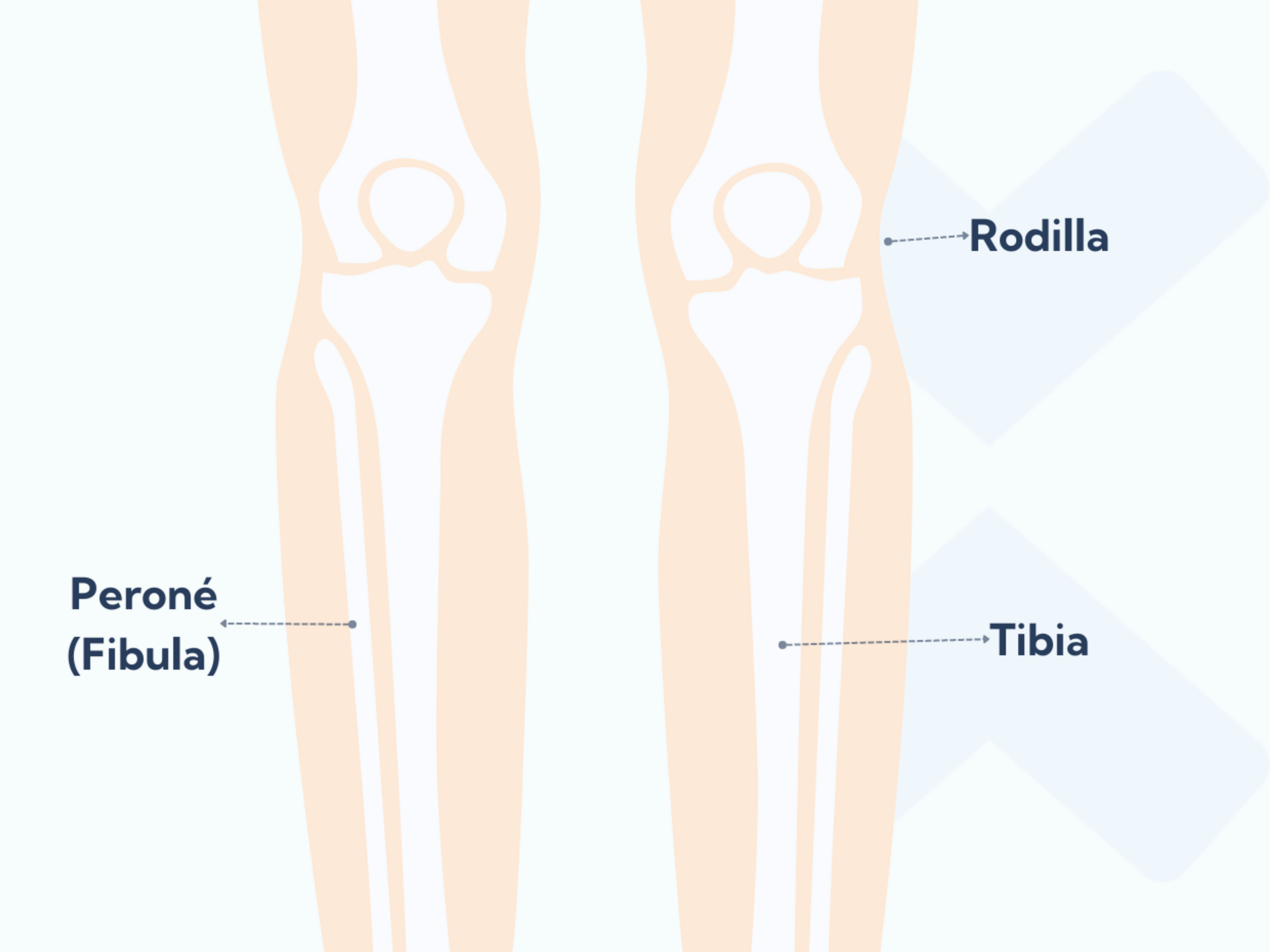 Anatomia de los huesos de la zona inferior de la pierna