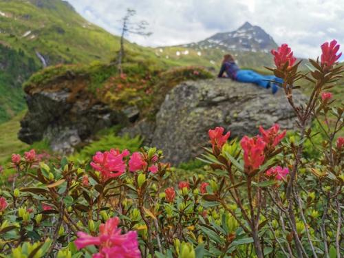 Rosswildalpe mit Almrosen und sattes Grün