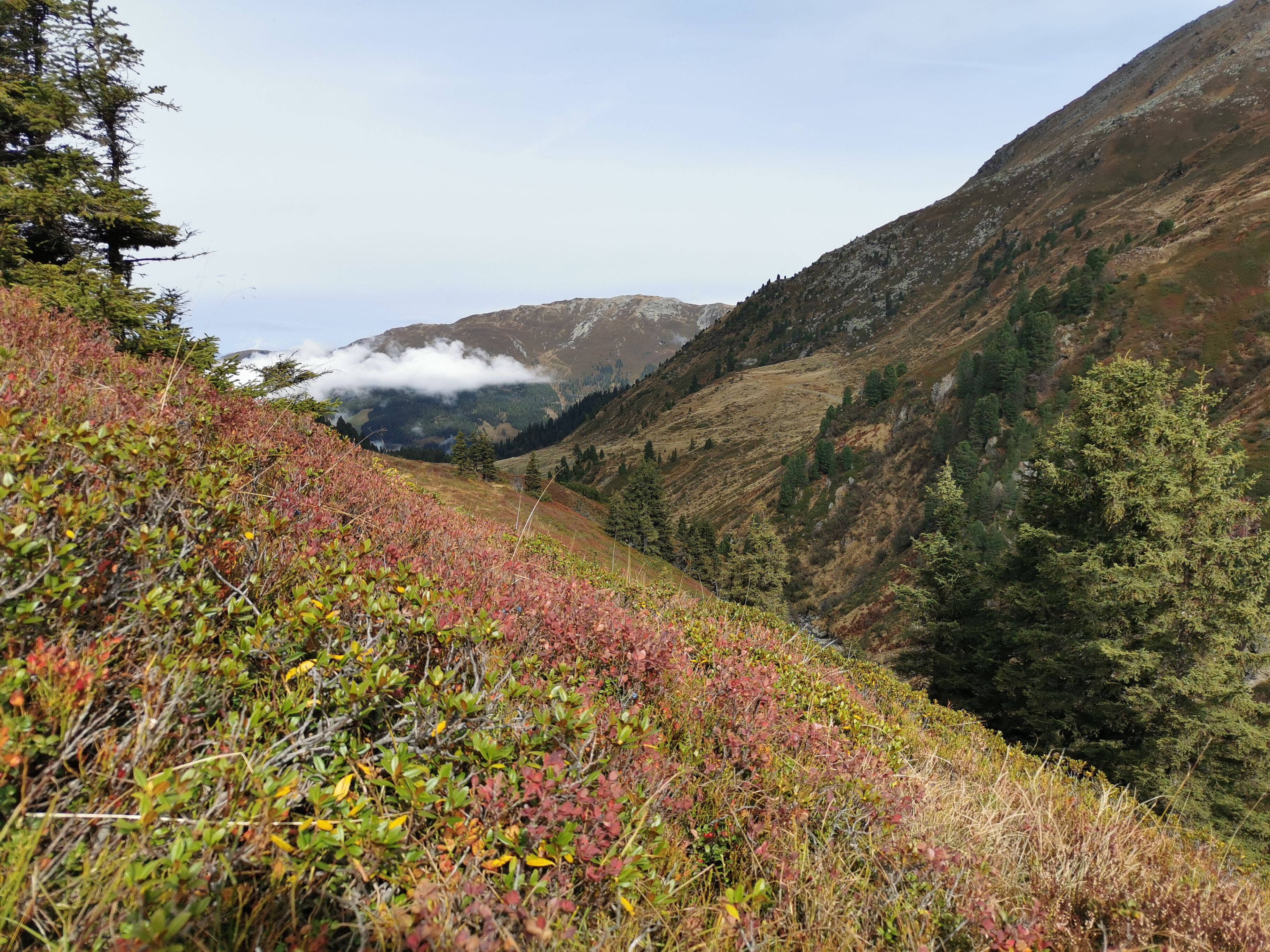 Herbstzeit ist Preiselbeerenzeit