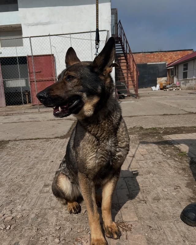 Санді1