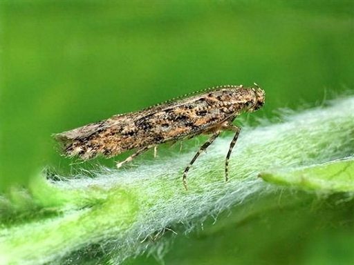 Tomato Leafminer (Tuta absoluta): Global Threat to Tomato Production & Crop Protection Solutions