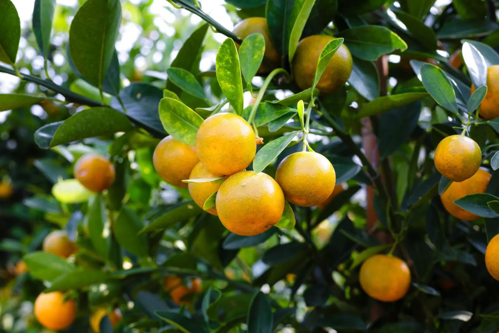 Resíduos de pesticidas do Codex: um resumo do comprador para pesquisa de mercado