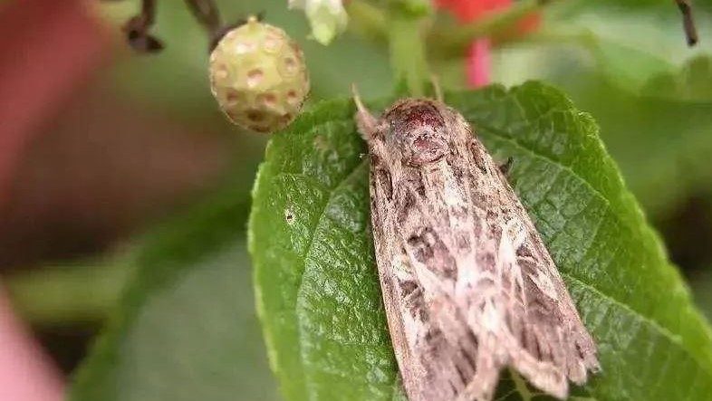 Fall Armyworm in Africa: How to Identify, Prevent and Control Spodoptera frugiperda