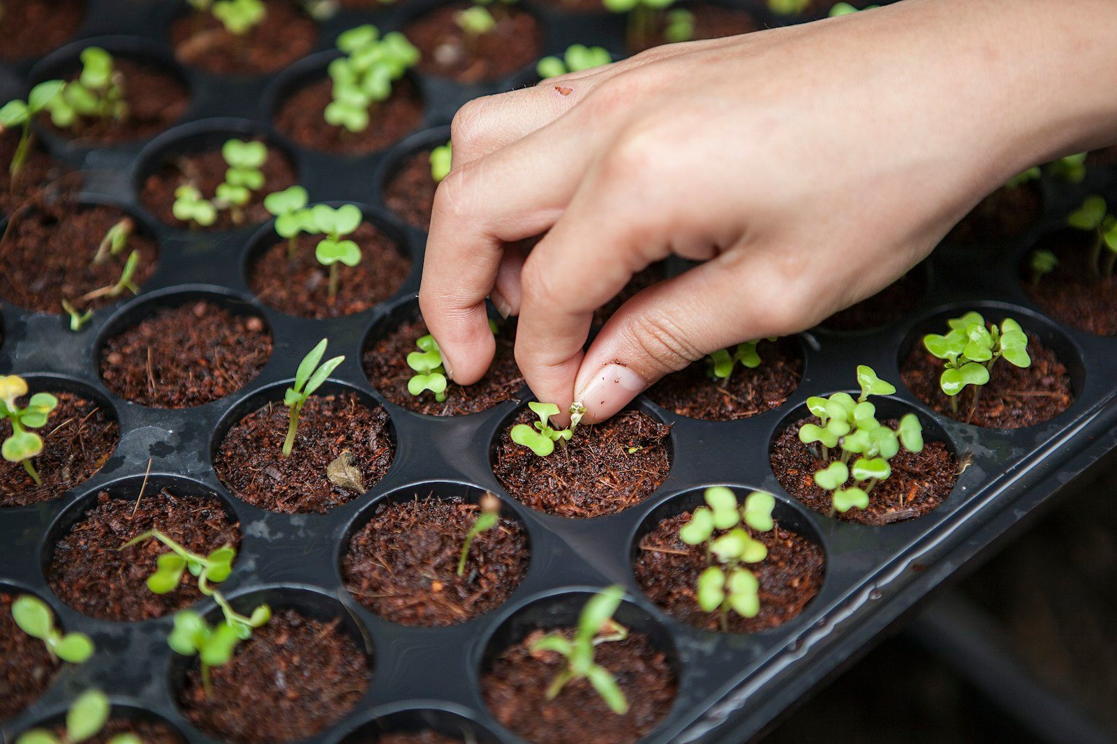 Pesticidas altamente perigosos da OMS: um resumo da devida diligência do comprador