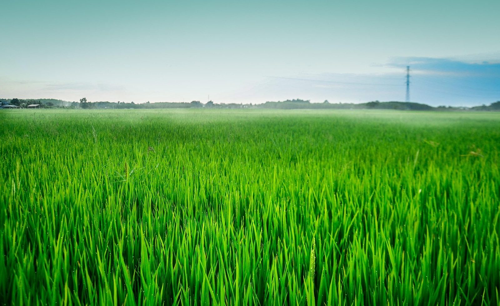 Código de pesticidas da FAO: um resumo de due diligence para parceiros fornecedores