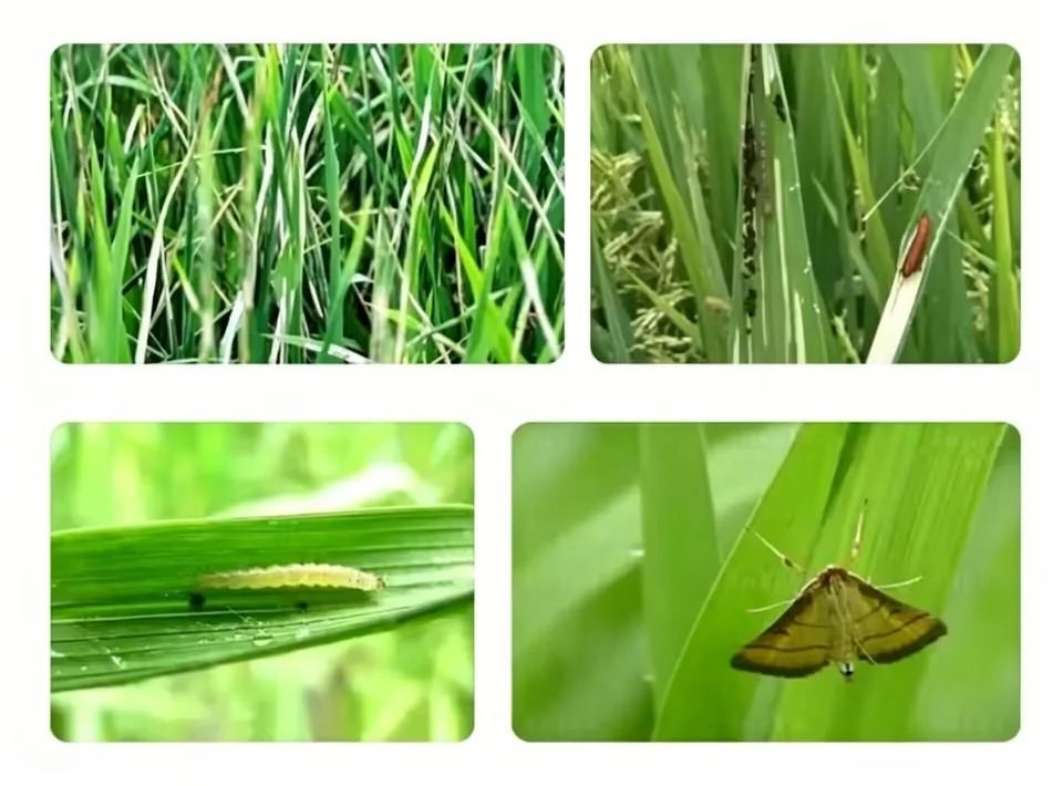 Chlorantraniliprole 200g/L SC Insecticide reference packaging view 3