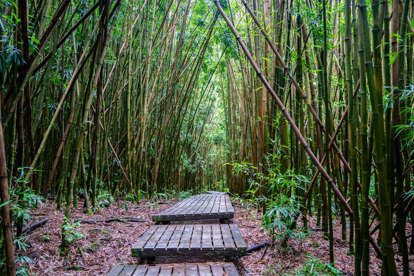 Bamboo forest image