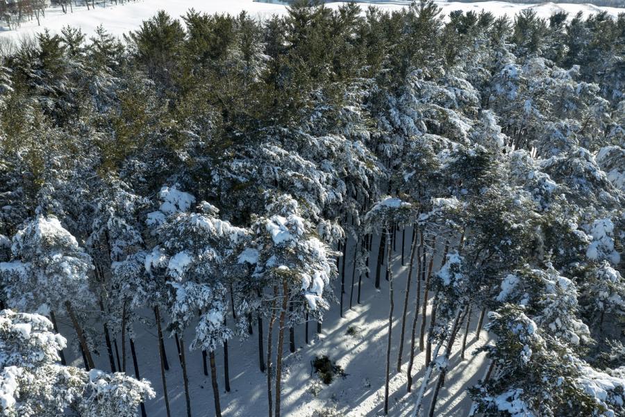 Winter Storm in a Forest