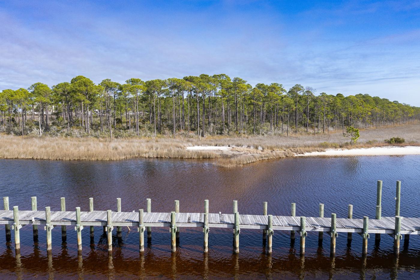 Sand Pine Forest in Pensacola Florida 