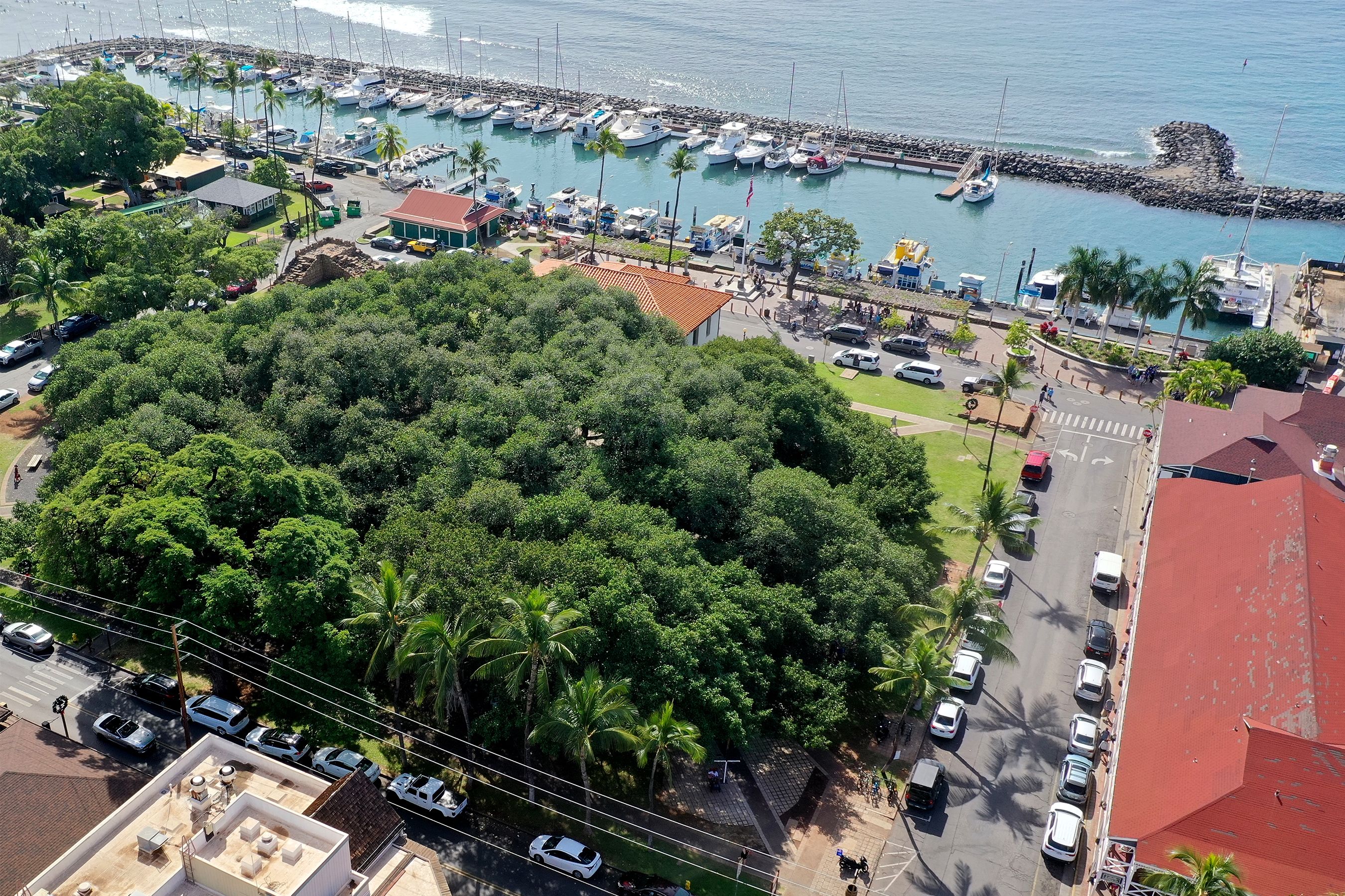 Lahaina Banyan Tree