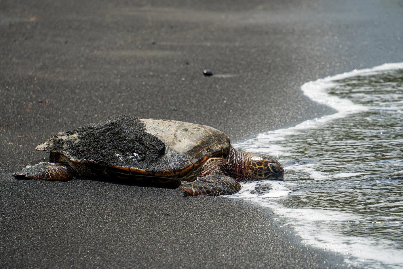 Resting Honu Image 