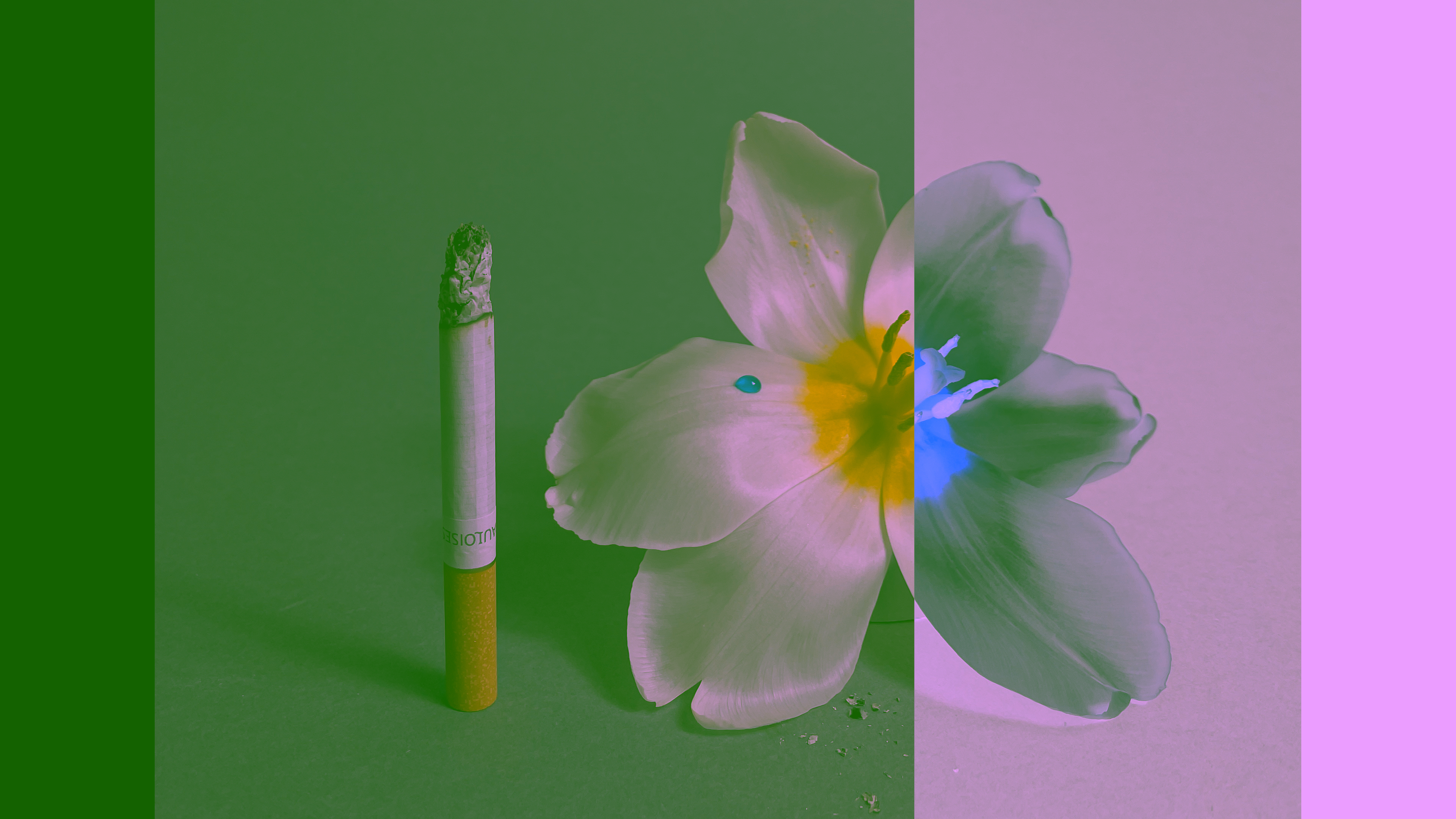 A stilllifearchive photograph of a lily flower with a cigarette, with an exclusion blend-mode effect, on a half green, half pink background