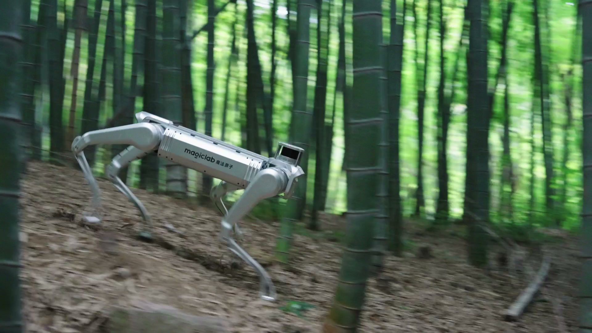 MagicDog Y1 industrial quadruped robot moving through bamboo forest