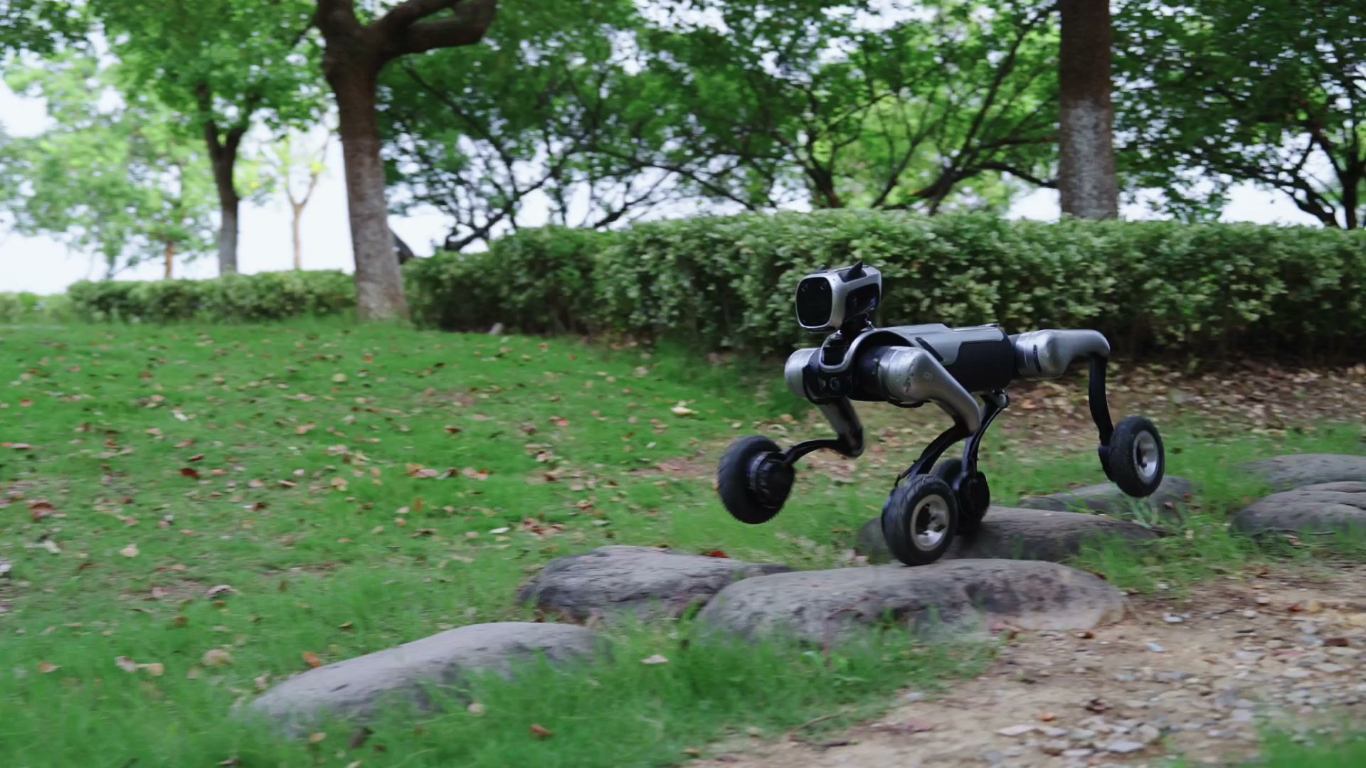 MagicDog-W wheeled quadruped robot on uneven woodland terrain