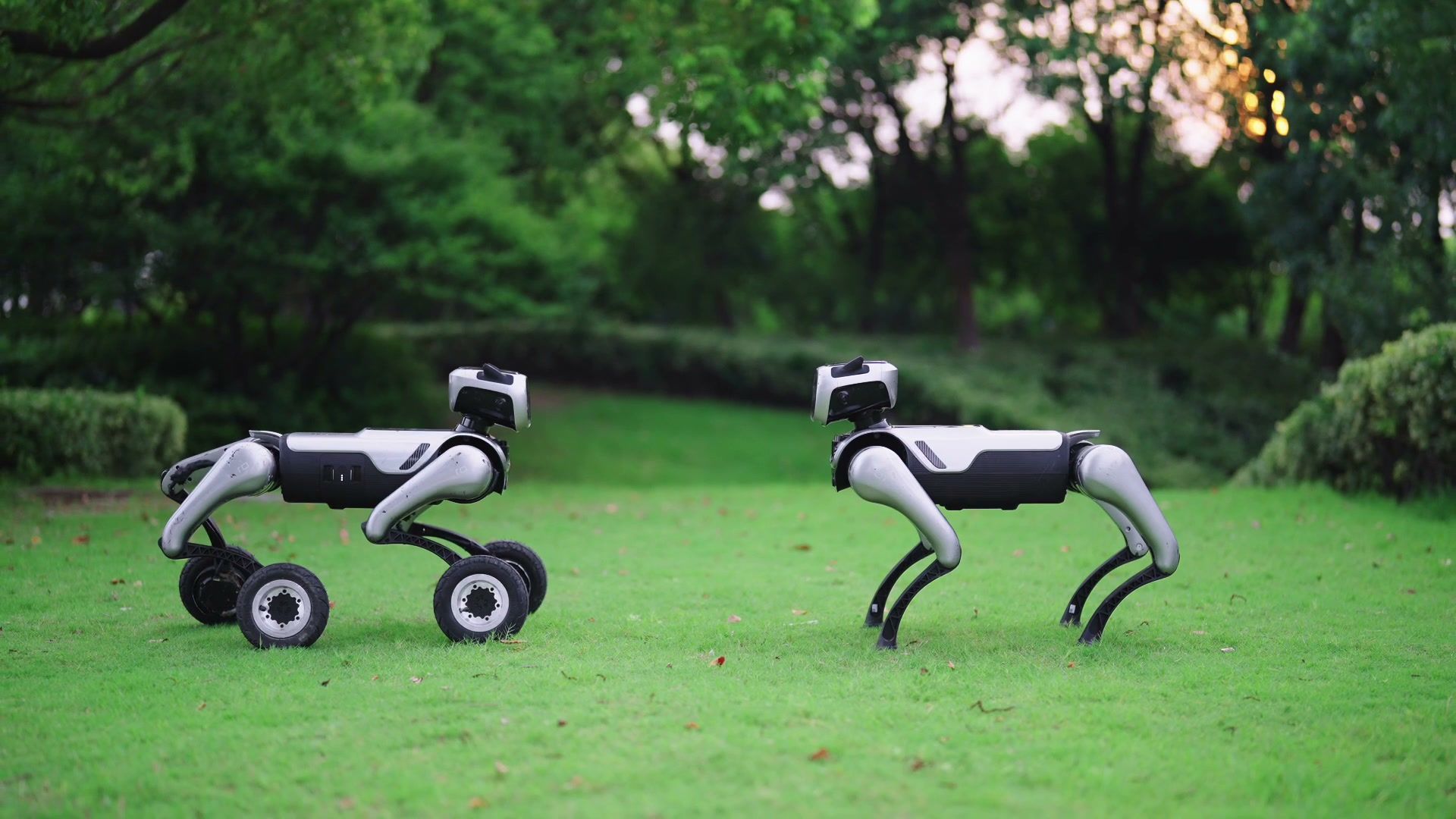 Two MagicDog-W wheeled quadruped robots moving across a lawn