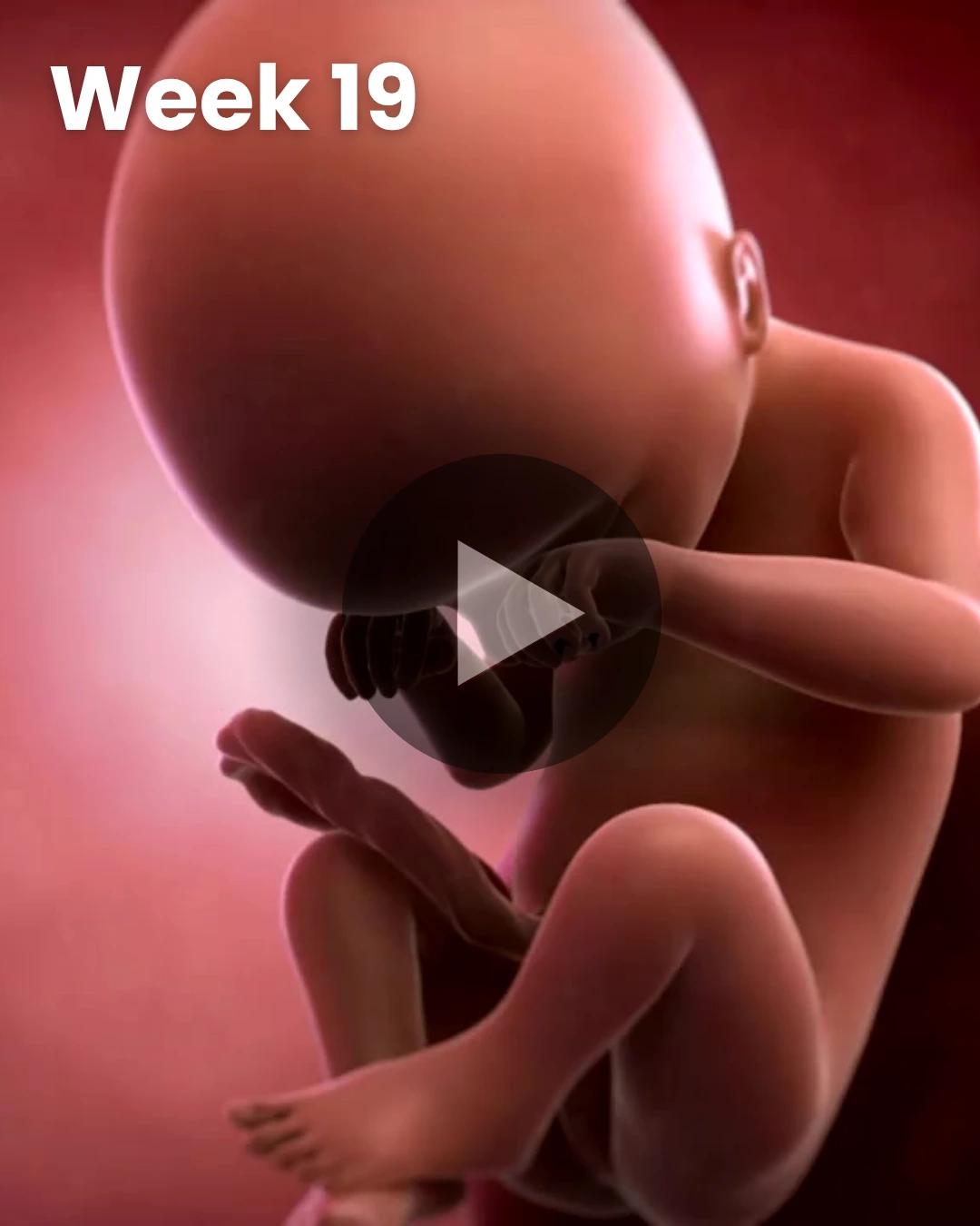 3D video baby update: Week 19
