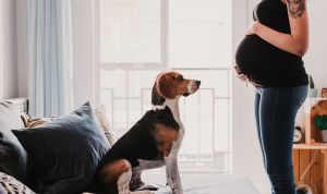 Explorar bebés animais que correspondem ao tamanho do teu bebé durante a gravidez