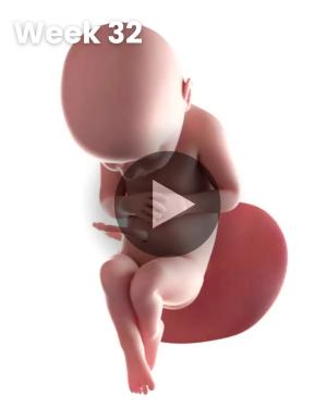3D video baby update: Week 32