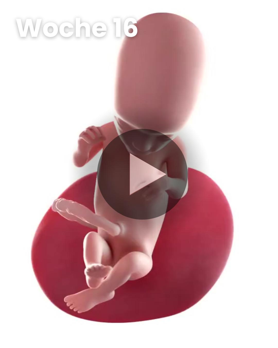 3D-Video des Kindes: Woche 16