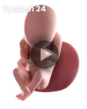 Wideo 3D dziecka: Tydzień 24