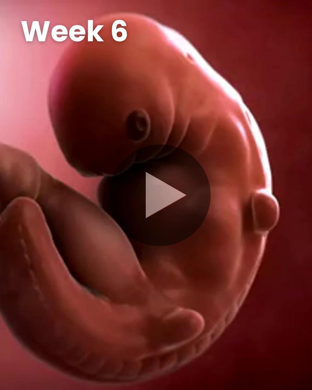 3D video baby update: Week 6