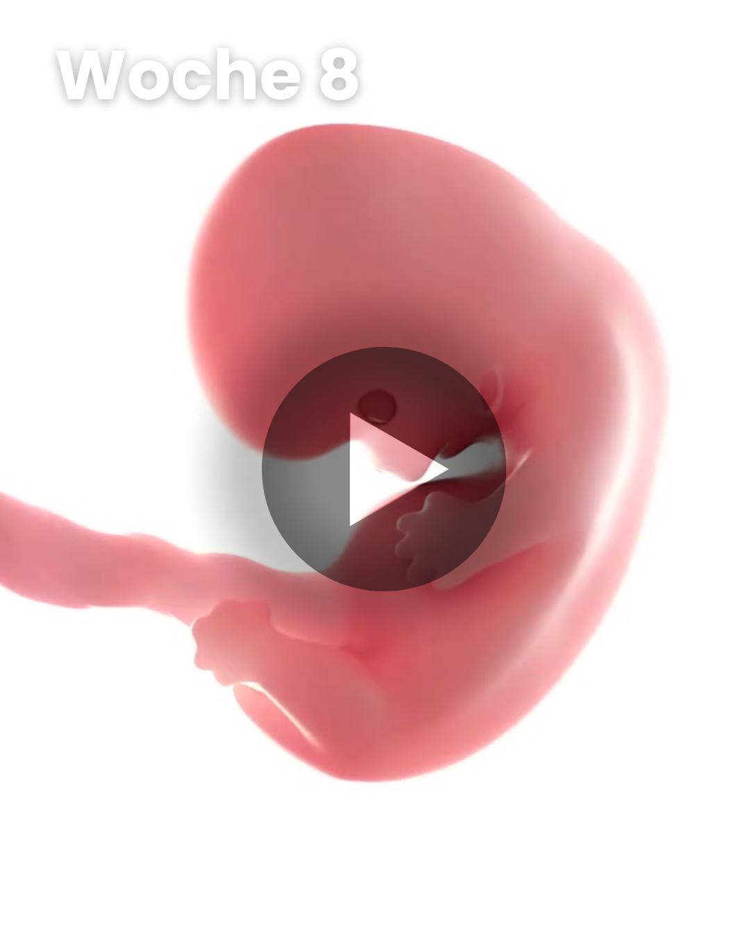 3D-Video des Kindes: Woche 8