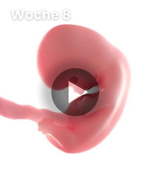 3D-Video des Kindes: Woche 8