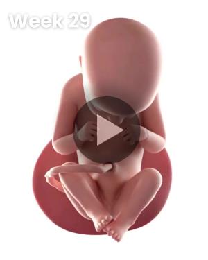 3D video baby update: Week 29