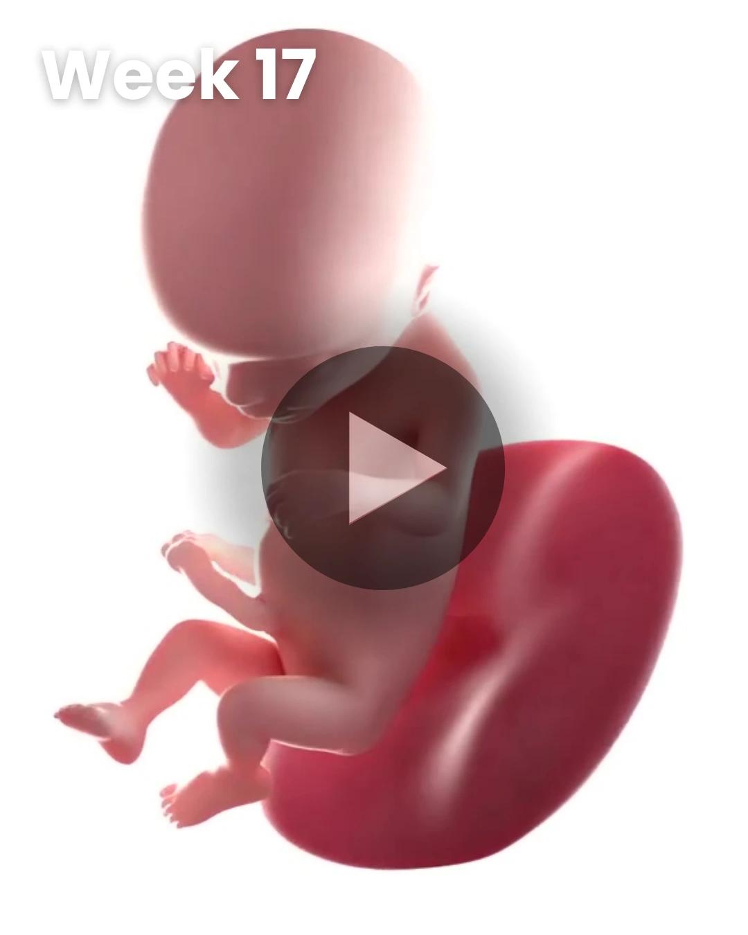 3D video baby update: Week 17