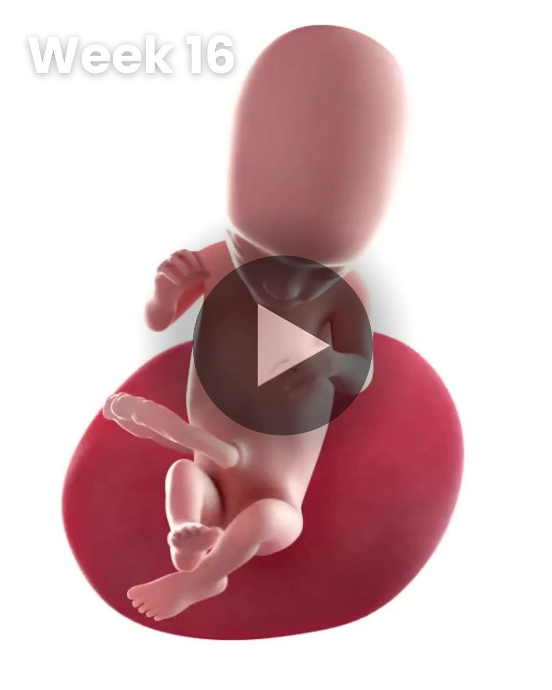 3D video baby update: Week 16