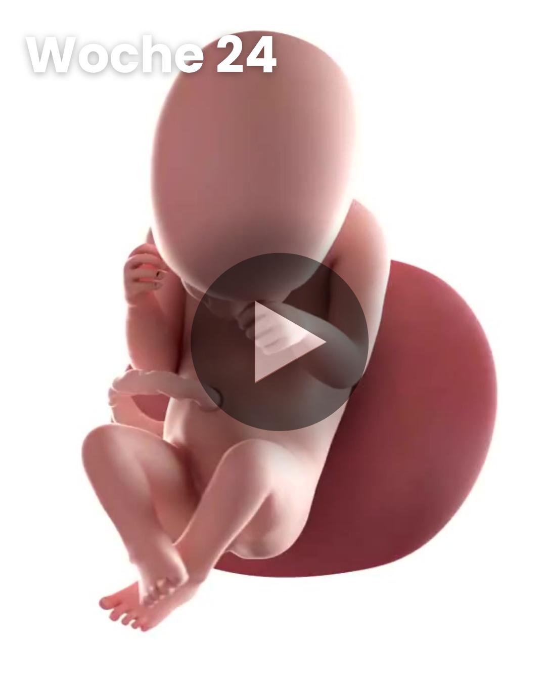 3D-Video des Kindes: Woche 24