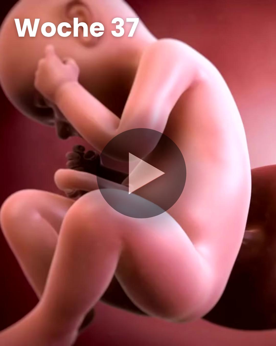 3D-Video des Kindes: Woche 37
