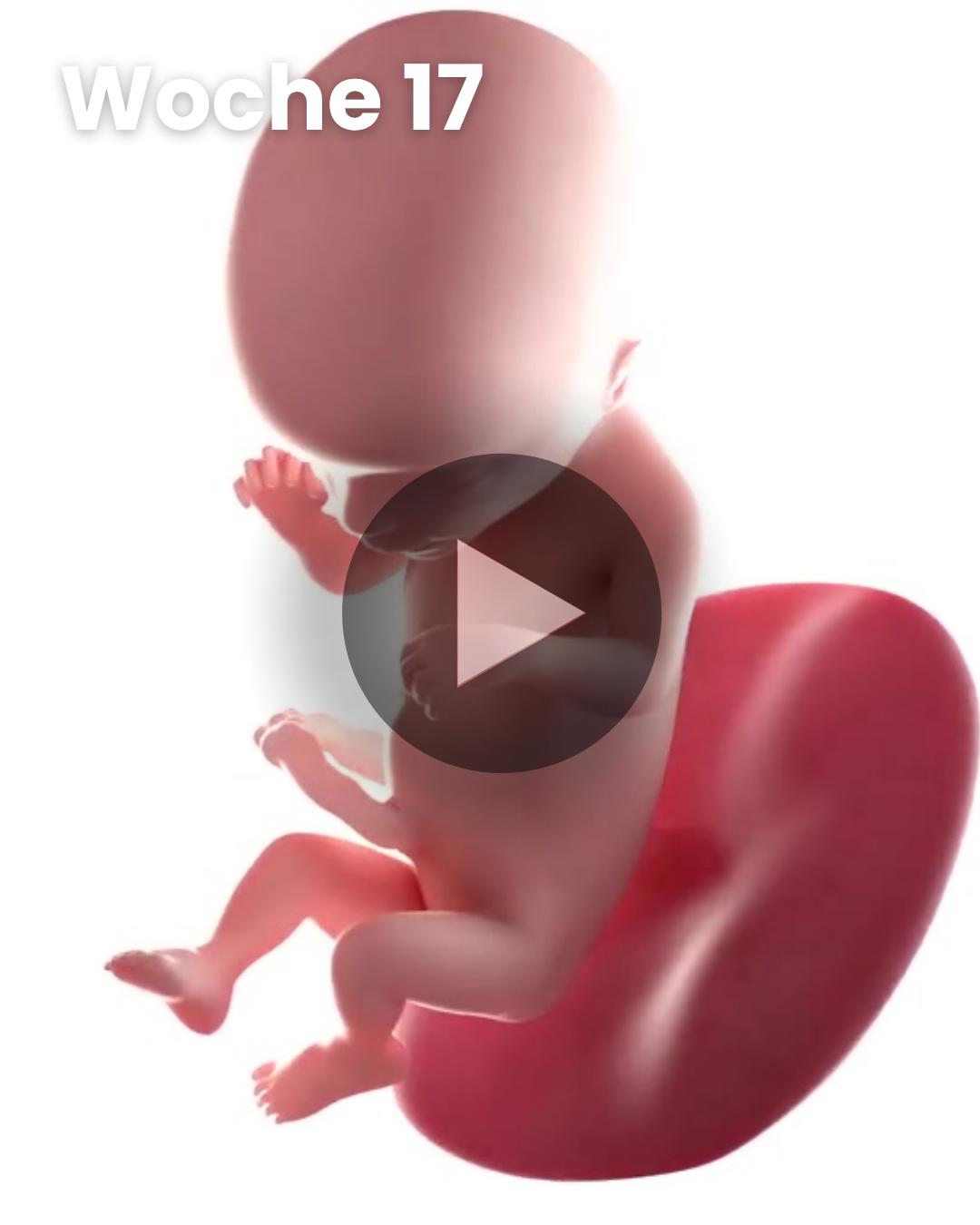 3D-Video des Kindes: Woche 17
