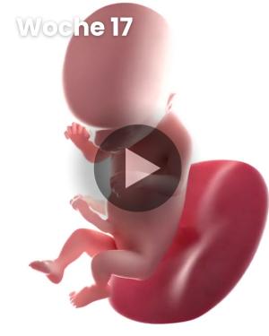 3D-Video des Kindes: Woche 17