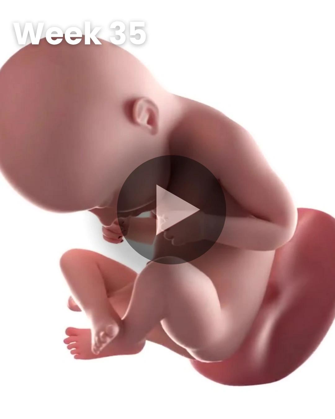 3D video baby update: Week 35