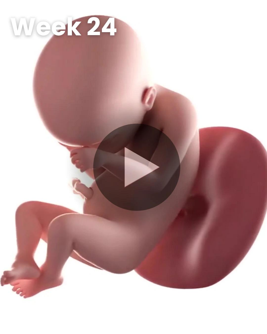 3D video baby update: Week 24