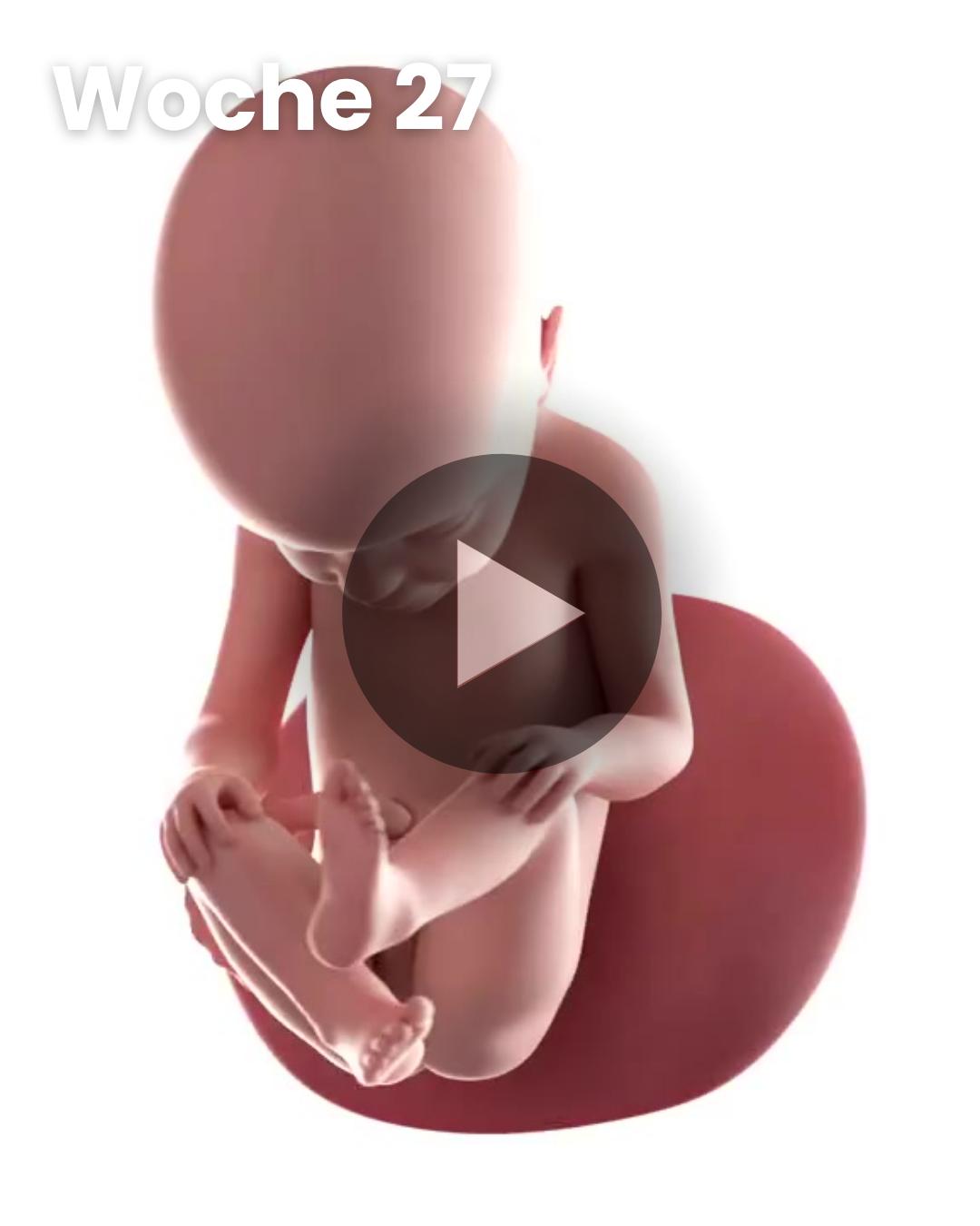 3D-Video des Kindes: Woche 27