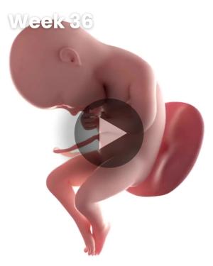 3D video baby update: Week 36
