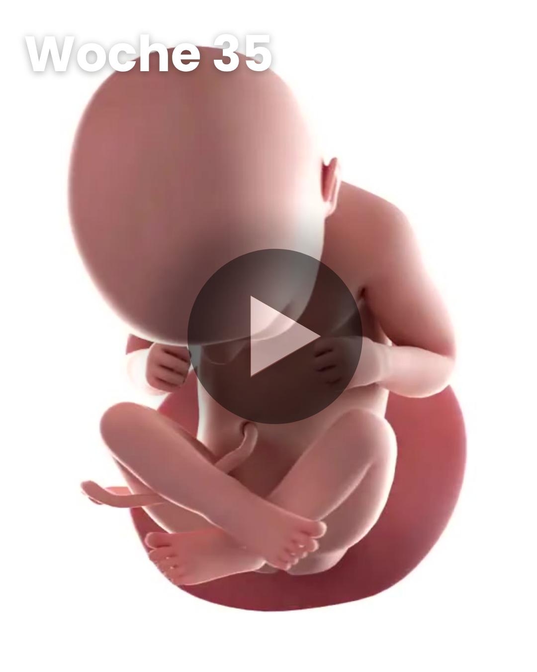 3D-Video des Kindes: Woche 35